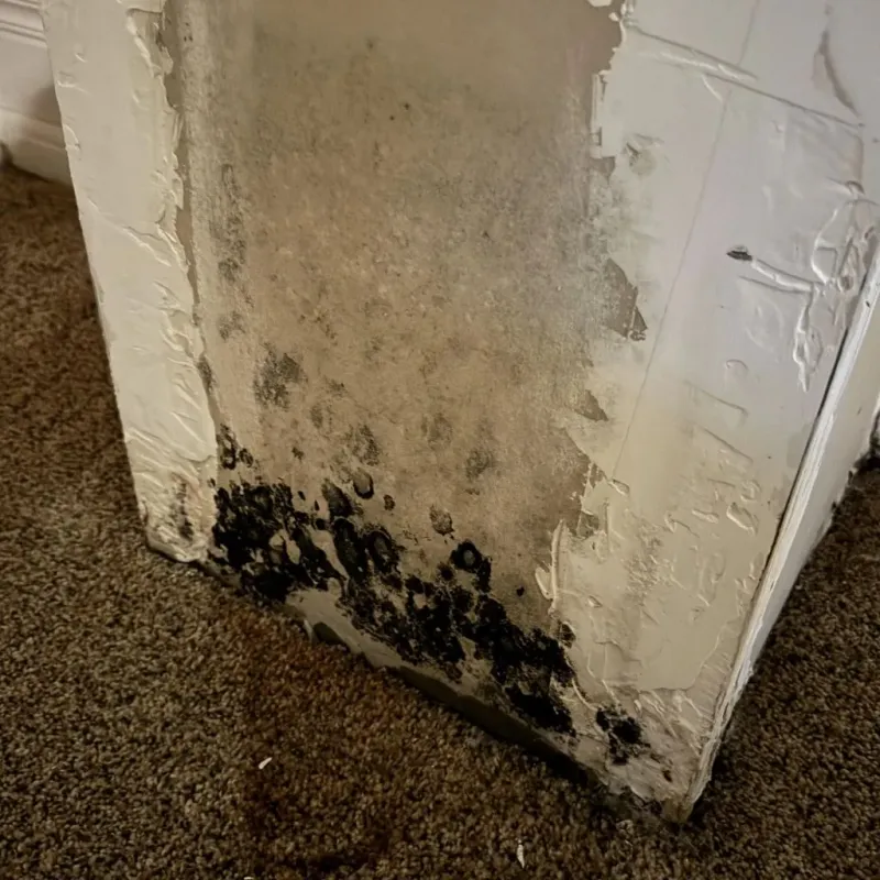 Professional Mold Removal in Jefferson County, TX